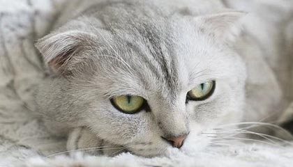 B体育_ “今日战斗一触即发：谁能在五大联赛中赢得胜利？”，今年五大联赛结束时间